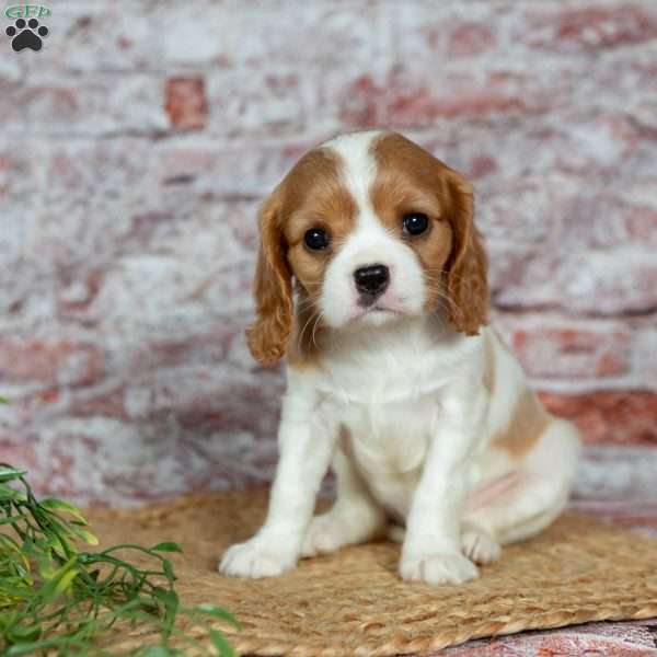 Havana, Cavalier King Charles Spaniel Puppy